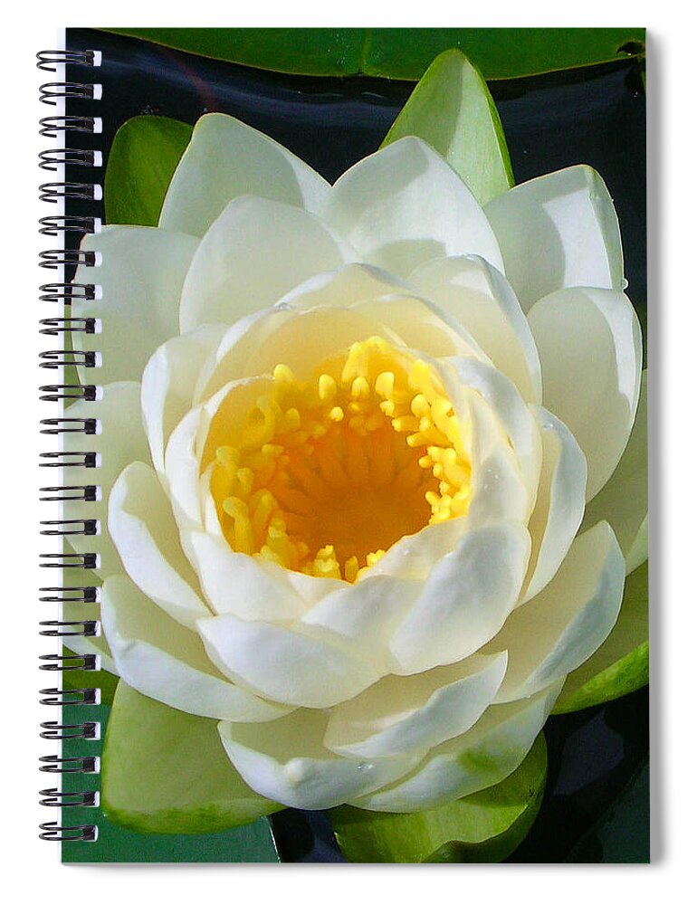 Flowers Spiral Notebook featuring the photograph Water Lily by Guy Whiteley