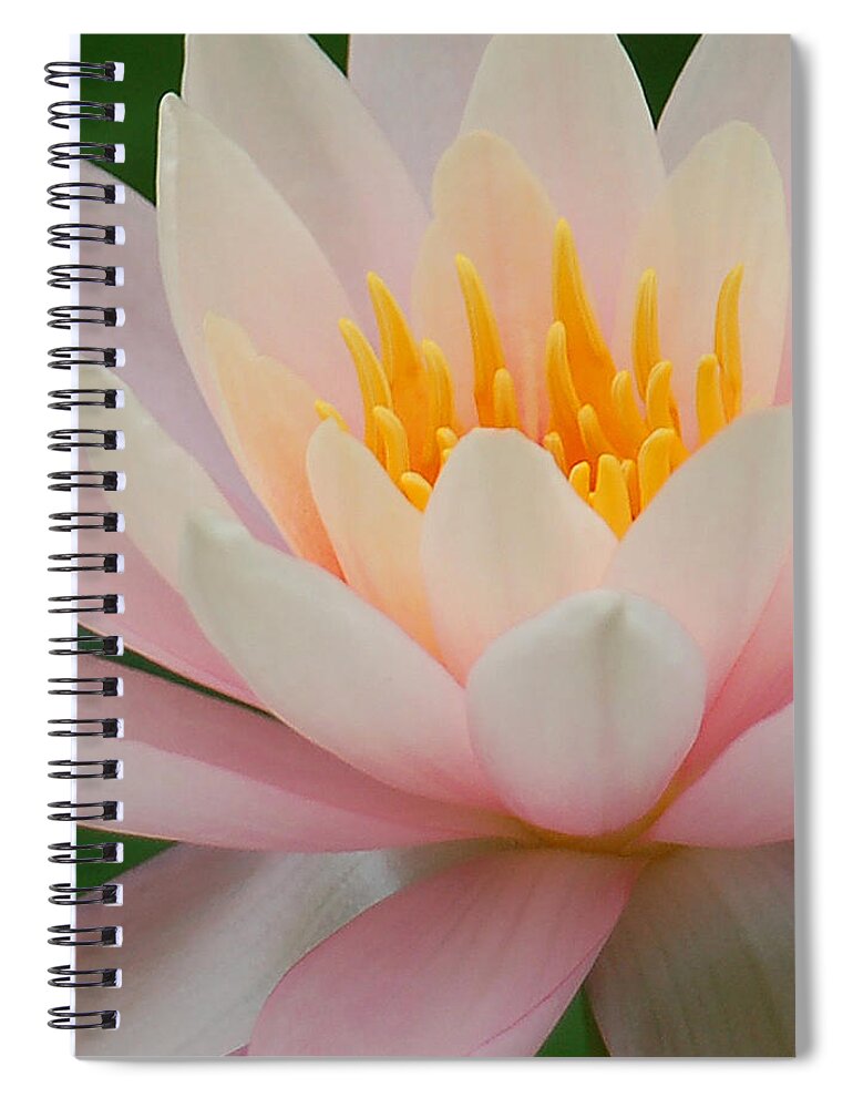 Pink Spiral Notebook featuring the photograph Water Lily II - Close up by Suzanne Gaff