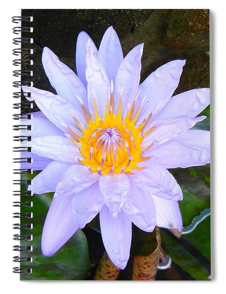 Water Lily Spiral Notebook featuring the photograph Water Lily by Laura Forde