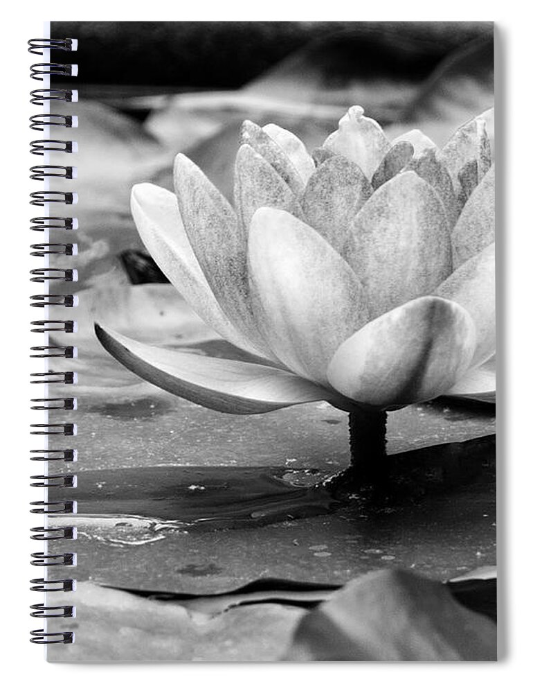 Water Lily Spiral Notebook featuring the photograph Water Lily by Michelle Joseph-Long