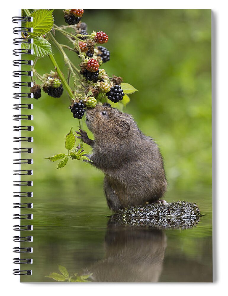 Nis Spiral Notebook featuring the photograph Water Vole Eating Blackberries Kent Uk by Penny Dixie