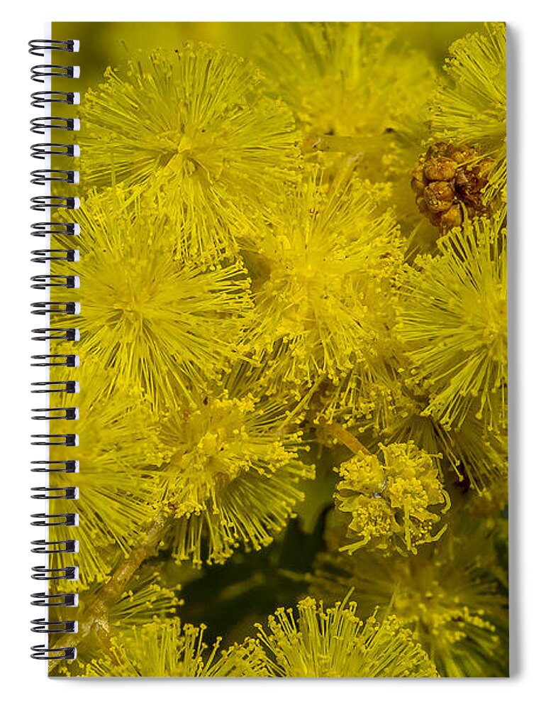 Australia Spiral Notebook featuring the photograph Wattle by Steven Ralser