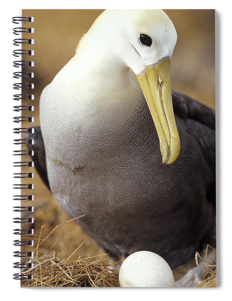 Feb0514 Spiral Notebook featuring the photograph Waved Albatross Incubating Egg by Tui De Roy