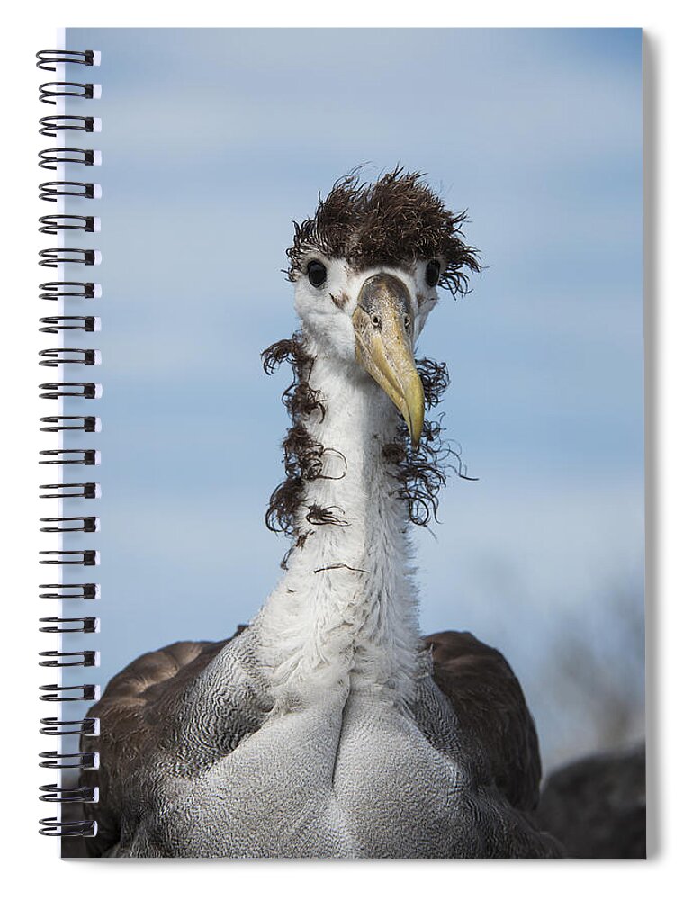 Pete Oxford Spiral Notebook featuring the photograph Waved Albatross Molting Juvenile by Pete Oxford