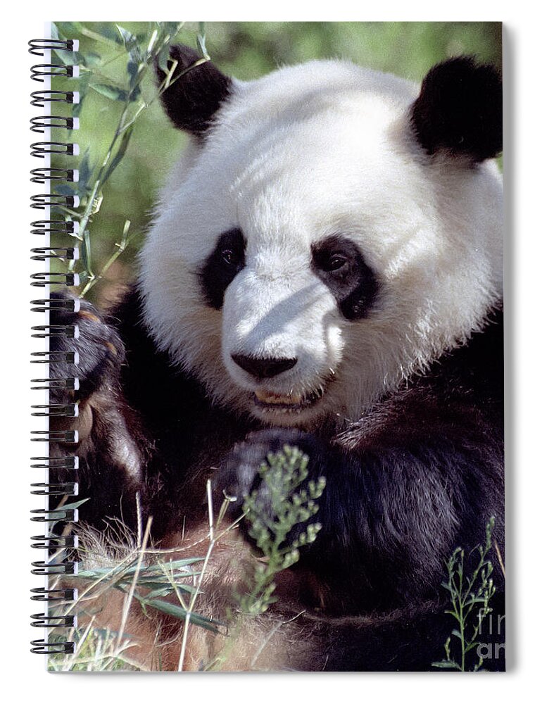 Ailuropoda Melanoleuca Spiral Notebook featuring the photograph Waving the Bamboo Flag by Liz Leyden