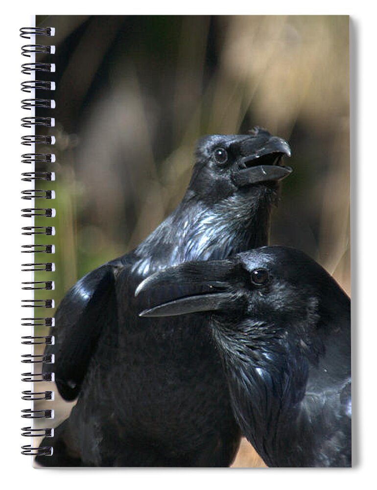 Ravens Spiral Notebook featuring the photograph We are the best of friends by Frank Madia