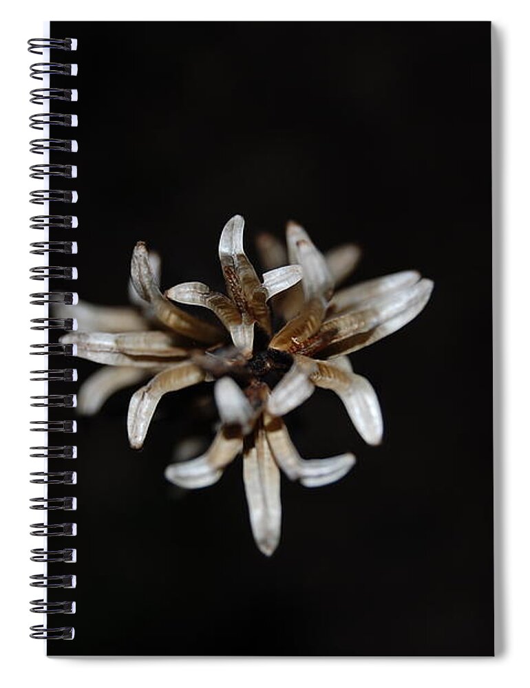 Weed Spiral Notebook featuring the photograph Weed on Black by Mim White