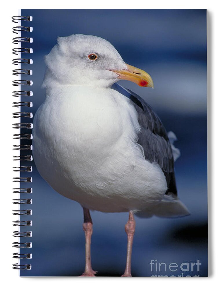 Vertical Spiral Notebook featuring the photograph Western Gull Larus Occidentalis by Gregory G. Dimijian