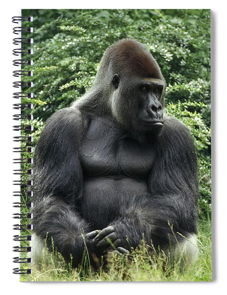 Feb0514 Spiral Notebook featuring the photograph Western Lowland Gorilla Male by Konrad Wothe