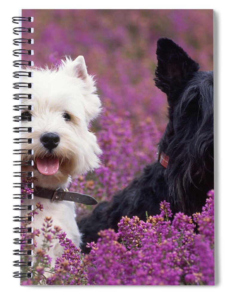West Highland White Terrier Spiral Notebook featuring the photograph Westie And Scottie Dogs by John Daniels