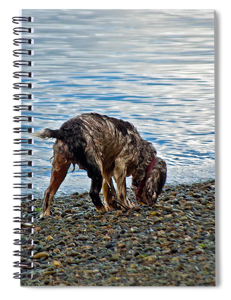 Spaniel Spiral Notebook featuring the photograph Wet Dog on Beach by Tikvah's Hope
