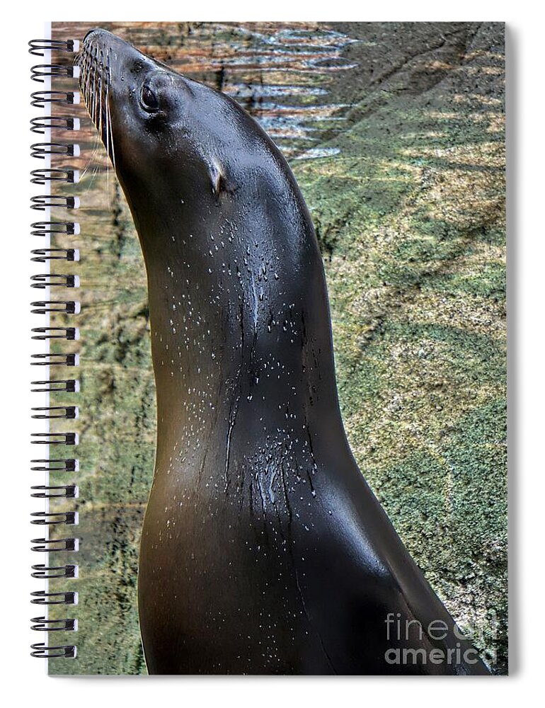 Sea Lion Spiral Notebook featuring the photograph Wet Seal by Lilliana Mendez