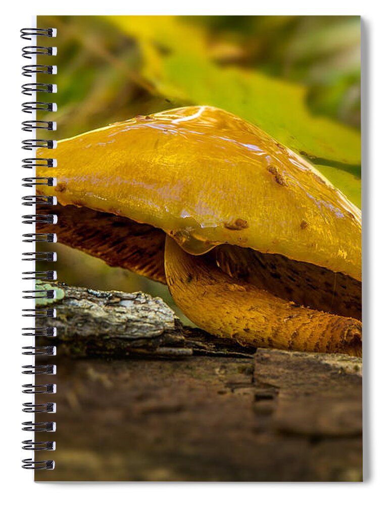 Mushroom Spiral Notebook featuring the photograph Wet Shroom by Paul Freidlund