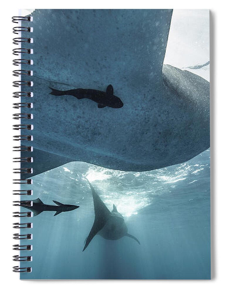 Tranquility Spiral Notebook featuring the photograph Whale Sharks by Tyler Stableford