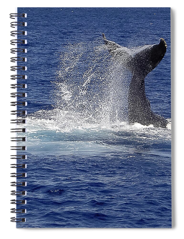 Whale Tail Spiral Notebook featuring the photograph Whale Tale Splash by Penny Lisowski