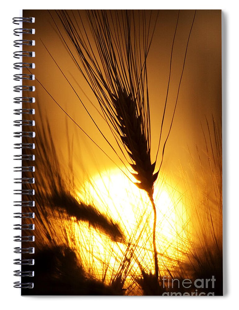 Sunset Spiral Notebook featuring the photograph Wheat at Sunset Silhouette by Tim Gainey