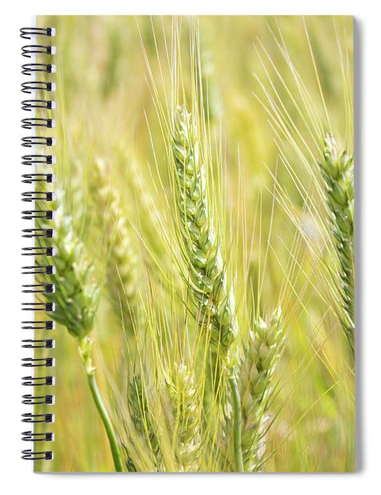 Non-urban Scene Spiral Notebook featuring the photograph Wheat Field In Day Time by Ismailciydem