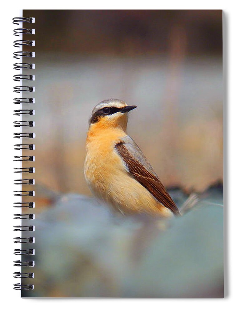 Wheatear Spiral Notebook featuring the photograph Wheatear by Zinvolle Art