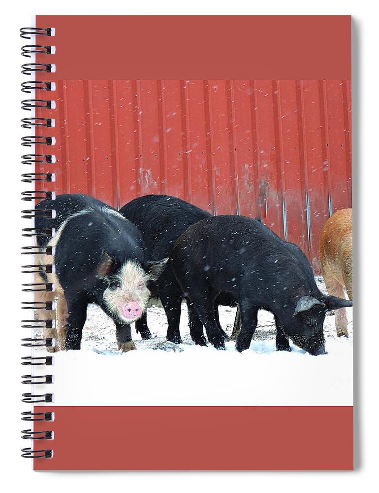 Marcia Lee Jones Spiral Notebook featuring the photograph When Pigs Fly by Marcia Lee Jones