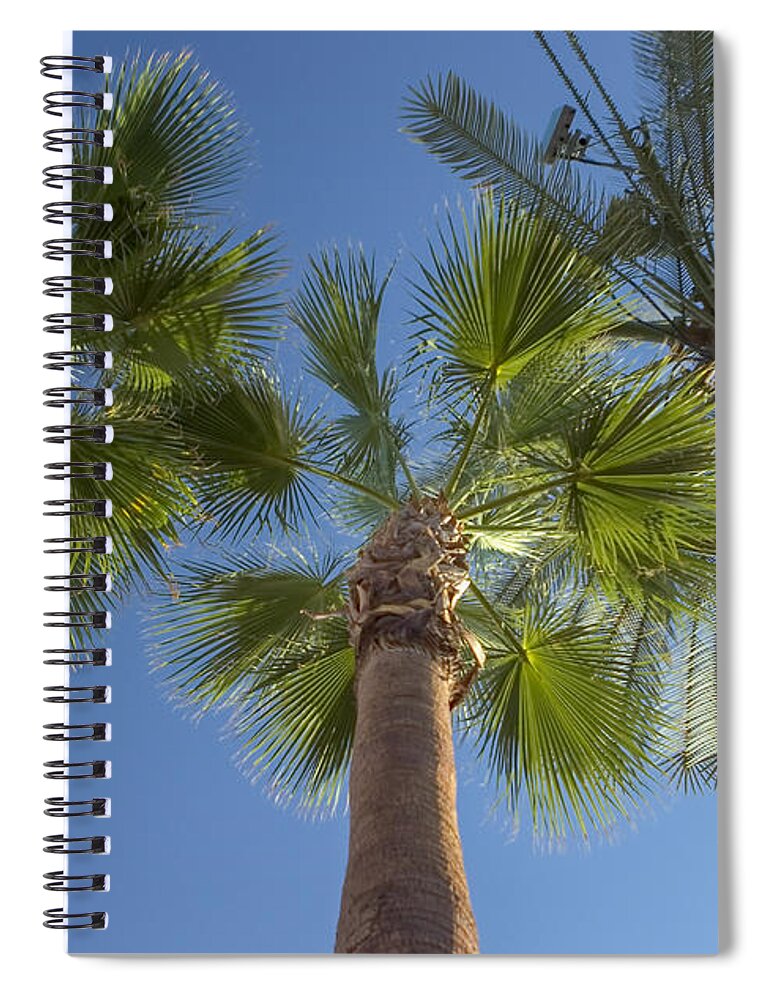 Palm Trees Spiral Notebook featuring the photograph Which one doesnt belong 2 by Scott Campbell