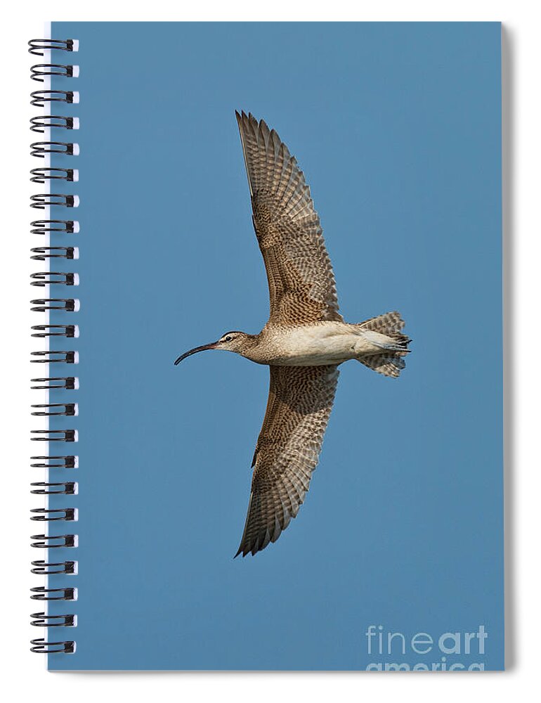 Fauna Spiral Notebook featuring the photograph Whimbrel In Flight by Anthony Mercieca