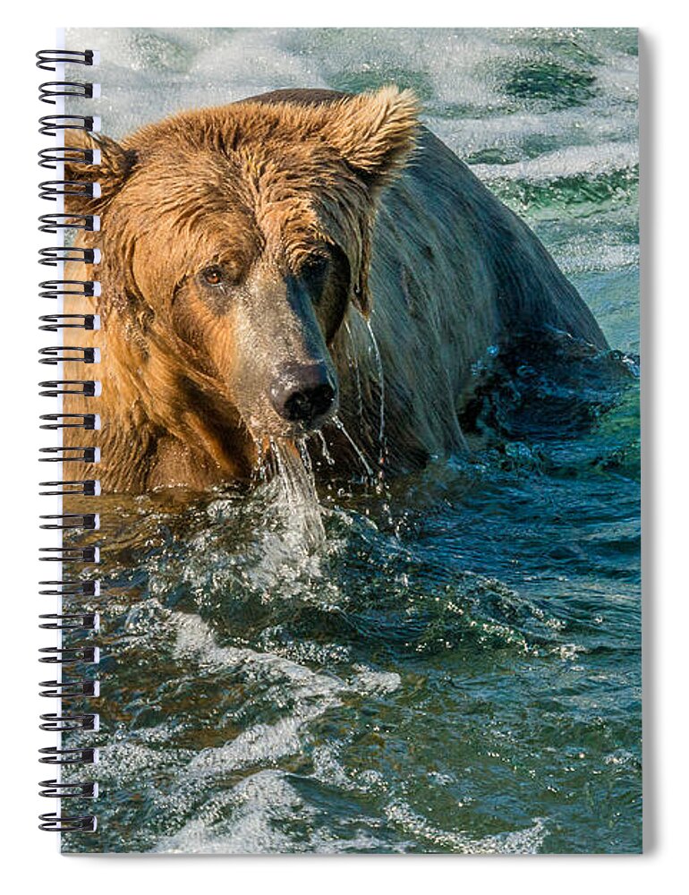 Alaska Spiral Notebook featuring the photograph Whirlpool Grizzly by Joan Wallner