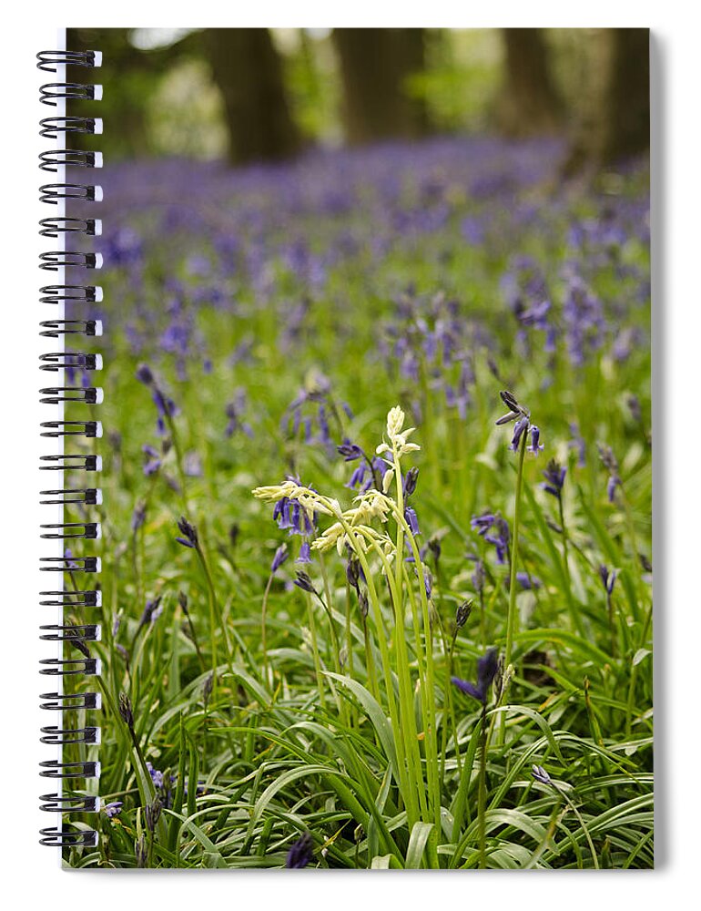 Forest Spiral Notebook featuring the photograph White amongst the Blue by Spikey Mouse Photography