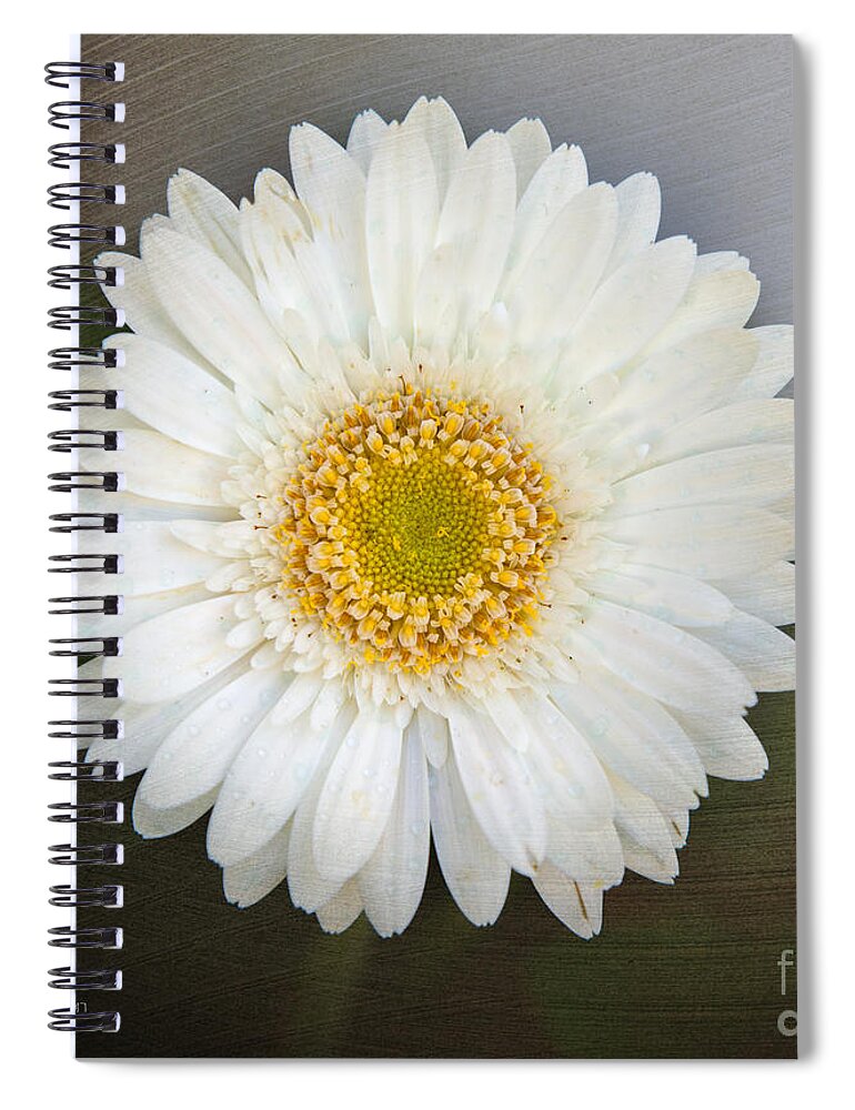 White Bergera Daisy 1 Spiral Notebook featuring the photograph White Bergera Daisy 1 by Sally Simon