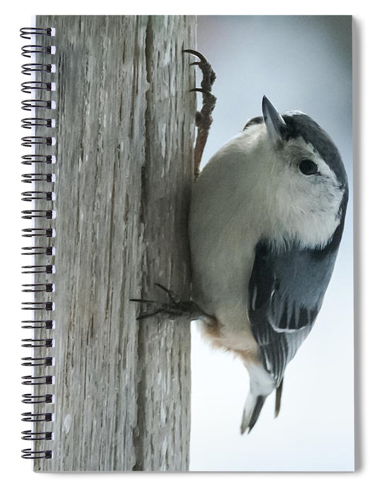Bird Spiral Notebook featuring the photograph White-Breasted Nuthatch by Holden The Moment