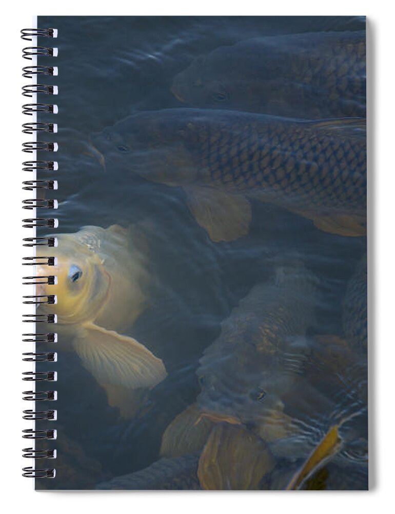 Fish Spiral Notebook featuring the photograph White carp in the lake by Flees Photos