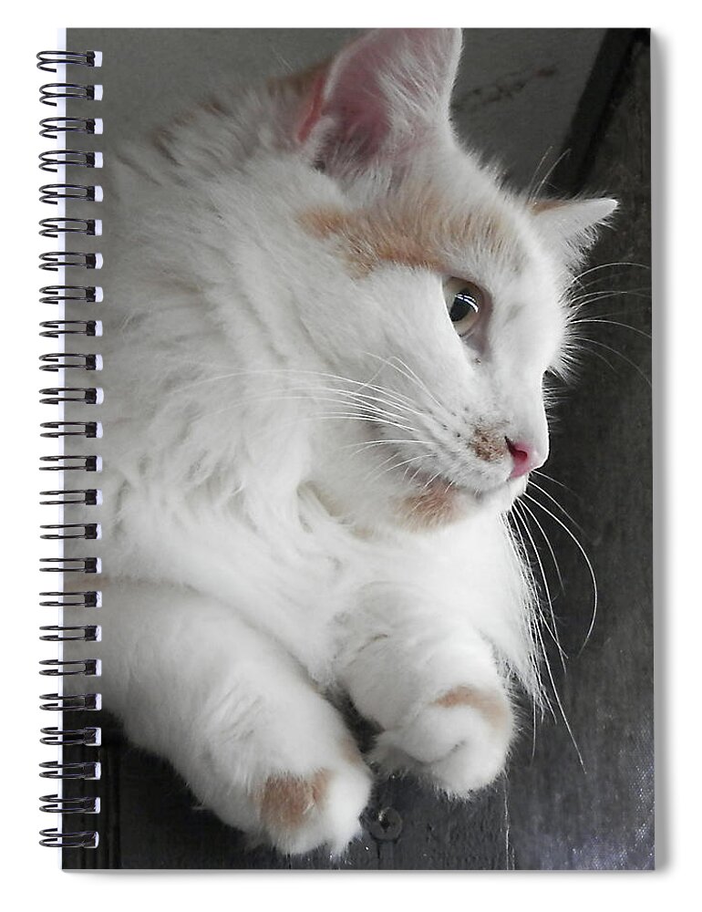 Karen Zuk Rosenblatt Art And Photography Spiral Notebook featuring the photograph White Cat Portrait Two by Karen Zuk Rosenblatt