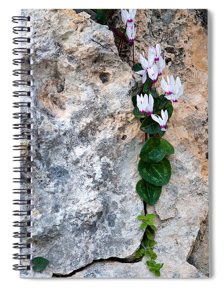 Cyclamen Spiral Notebook featuring the photograph White Cyclamen flowers by Michalakis Ppalis