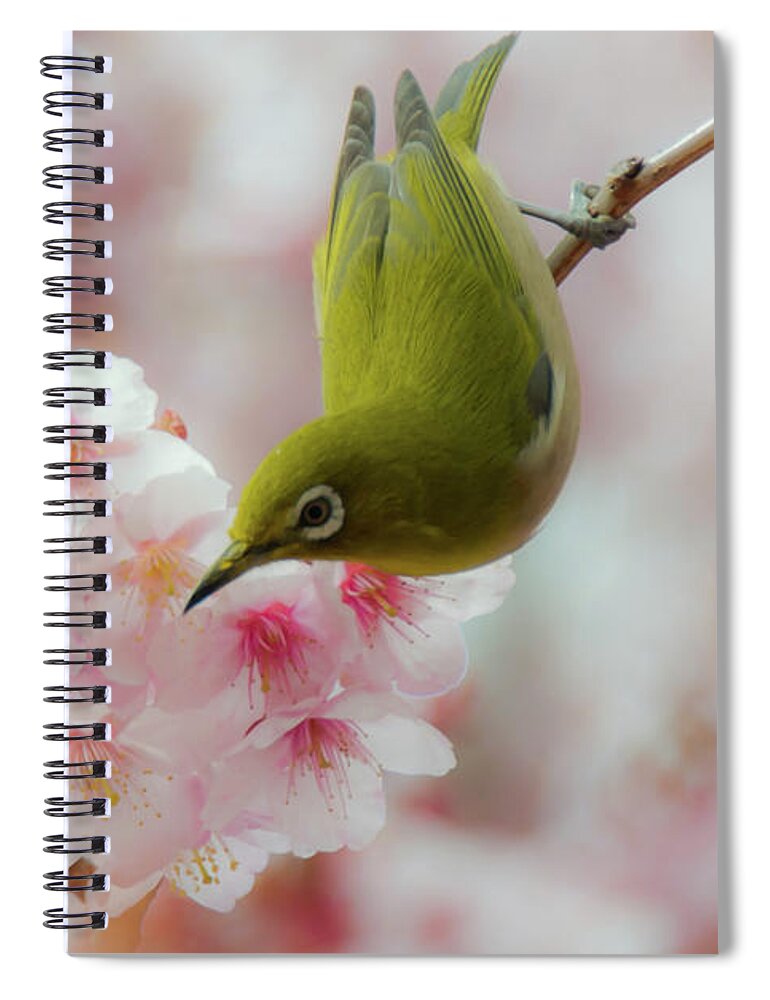 Animal Themes Spiral Notebook featuring the photograph White-eye And Cherry Blossoms by I Love Photo And Apple.