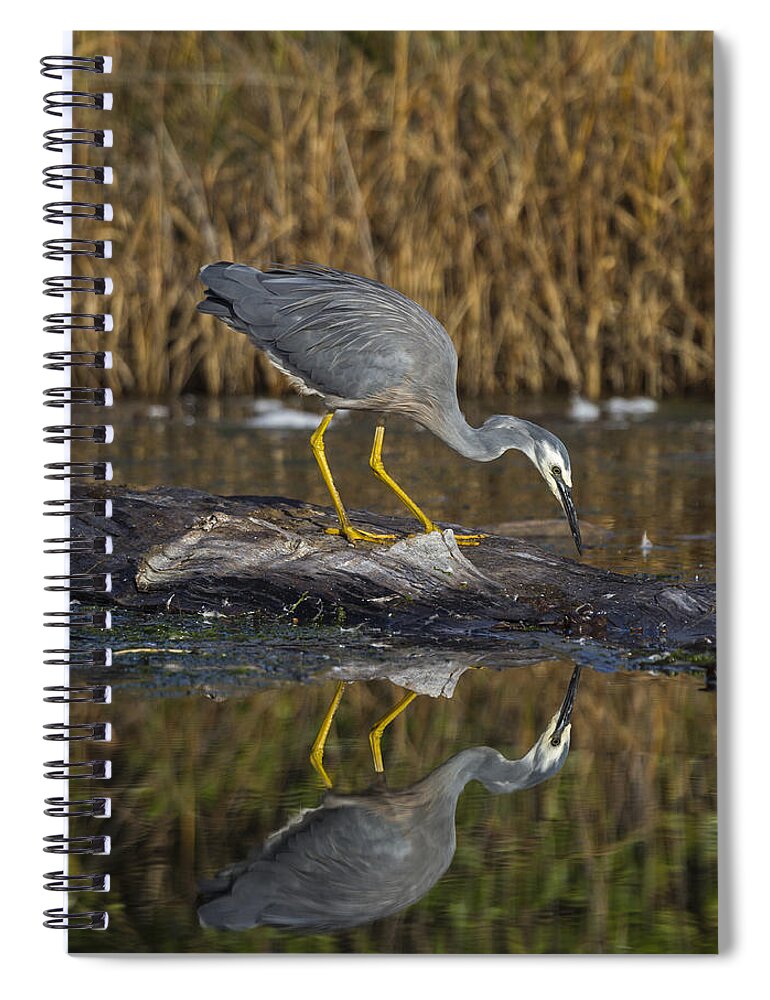 Feb0514 Spiral Notebook featuring the photograph White-faced Heron Foraging Hawkes Bay by Mark Hughes
