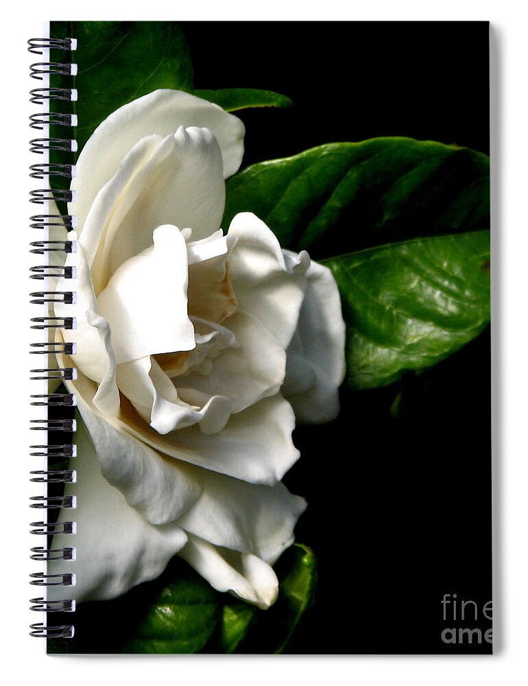 Gardenias Spiral Notebook featuring the photograph White Gardenia by Rose Santuci-Sofranko