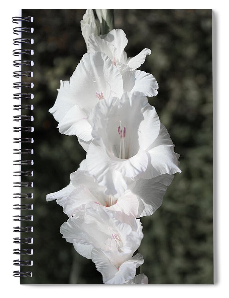 Gladiolus Spiral Notebook featuring the photograph White Gladiolus by Sharon Popek