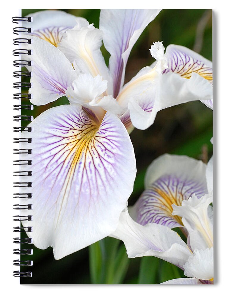 Flower Spiral Notebook featuring the photograph White Iris 1 by Amy Fose