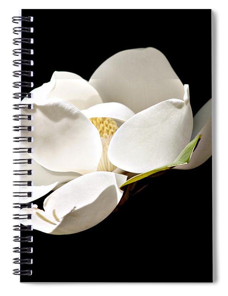 Magnolia Spiral Notebook featuring the photograph White Magnolia by Debra Forand