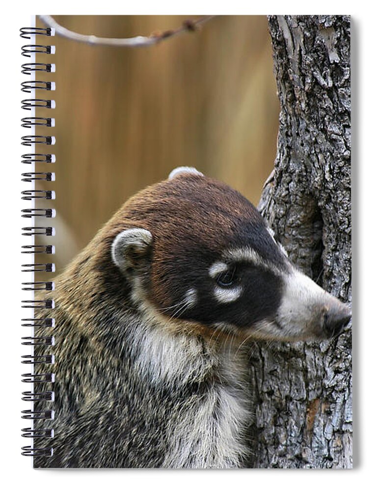 Coati Spiral Notebook featuring the photograph White-nosed Coati 2 by Al Andersen