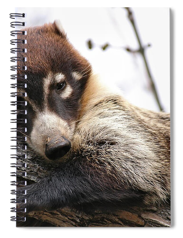 Coati Spiral Notebook featuring the photograph White-nosed Coati 4 by Al Andersen