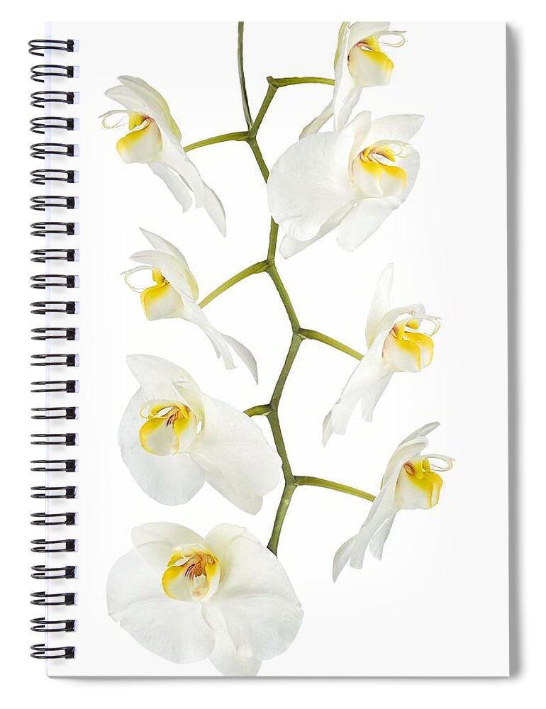 Orchid Spiral Notebook featuring the photograph White Orchid-4783 by Rudy Umans