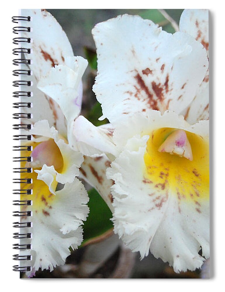 Kula Botanical Gardens Spiral Notebook featuring the photograph White Orchids by Amy Fose