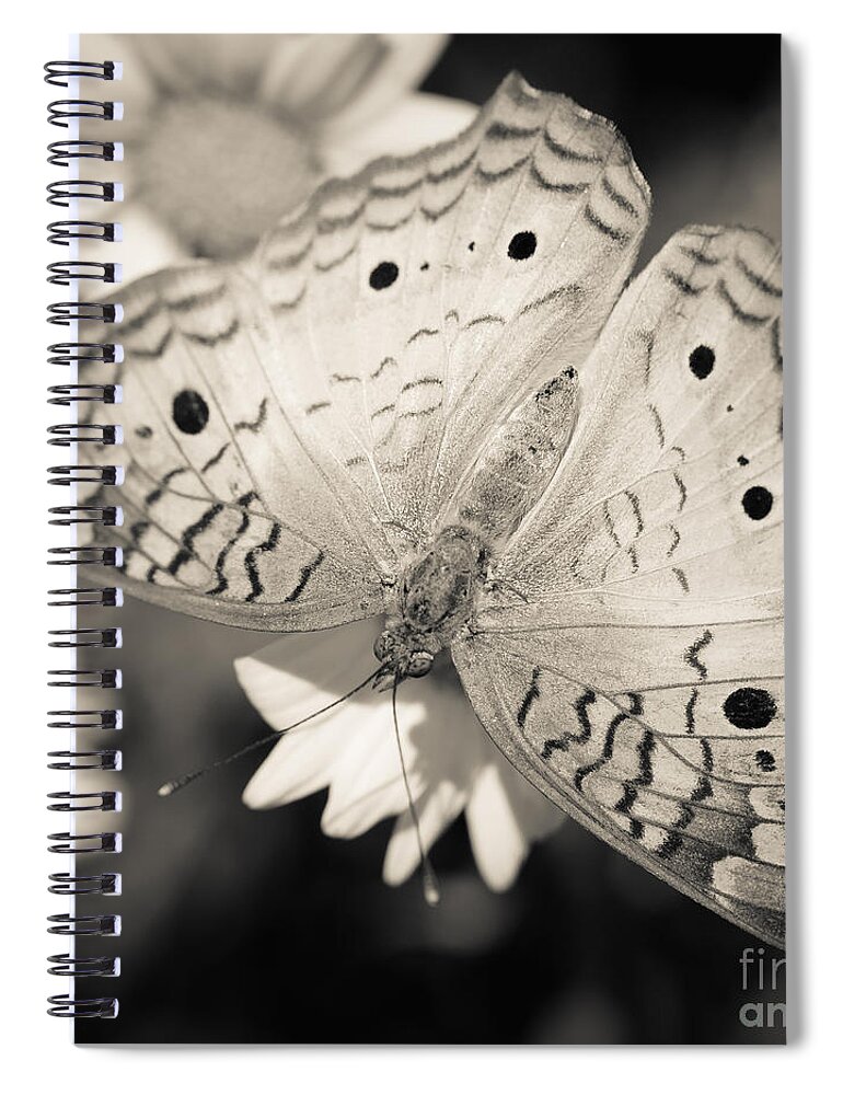 Butterfly Spiral Notebook featuring the photograph White Peacock Butterfly by Tamara Becker