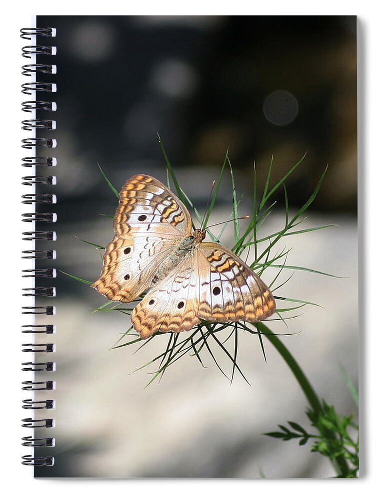 Butterflies Spiral Notebook featuring the photograph White Peacock by Karen Silvestri