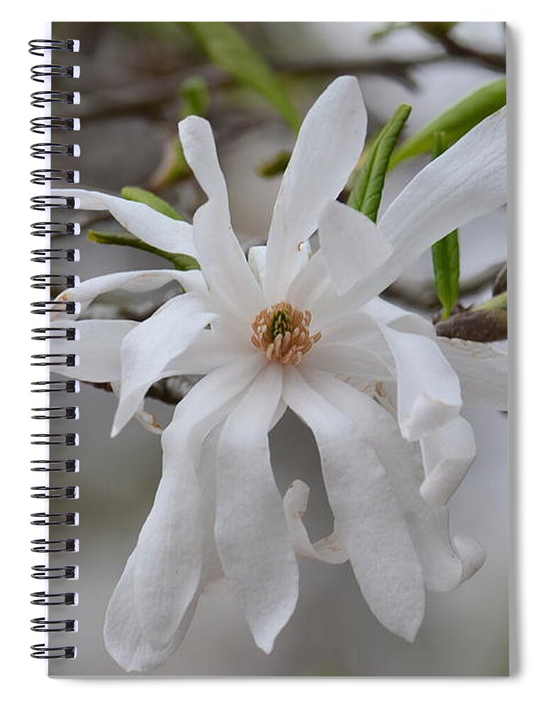 White Star Magnolia Spiral Notebook featuring the photograph White Star Magnolia by Maria Urso