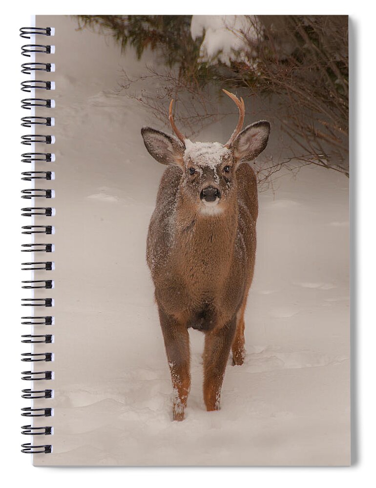 Brenda Jacobs Photography & Fine Art Spiral Notebook featuring the photograph White Tailed Deer Buck in Snow by Brenda Jacobs