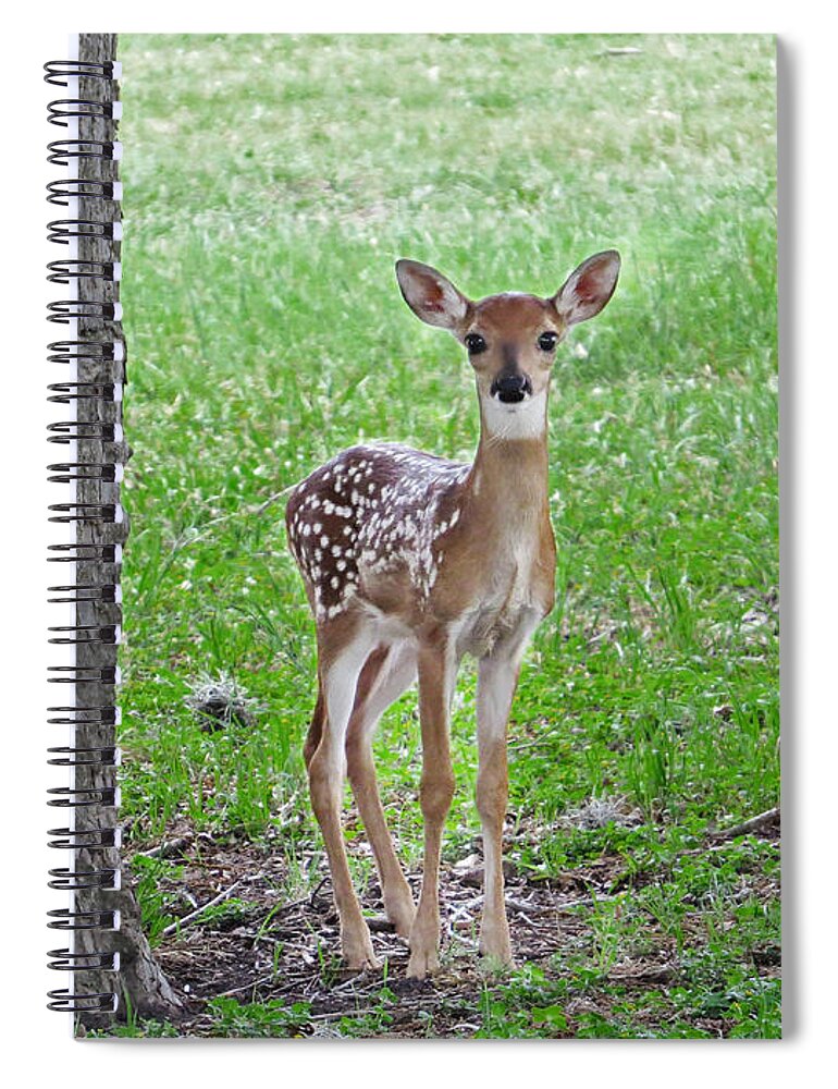 Nature Art Print Spiral Notebook featuring the photograph White-Tailed Fawn - Face of Innocence by Ella Kaye Dickey