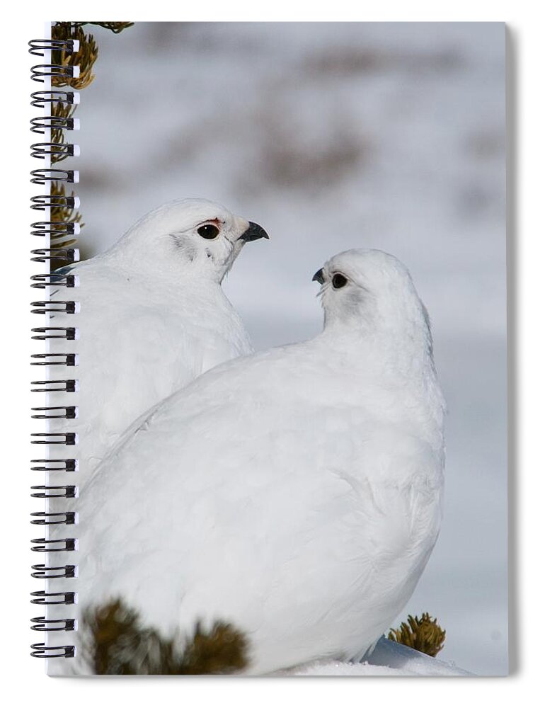 White-tailed Ptarmigan Spiral Notebook featuring the photograph White-tailed Ptarmigan Pair by Cascade Colors
