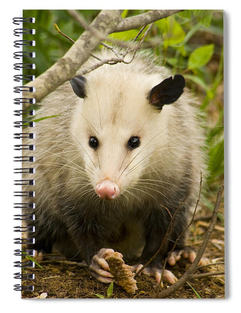 Opossum Spiral Notebook featuring the photograph Who Says Possums Are Ugly by Kathy Clark