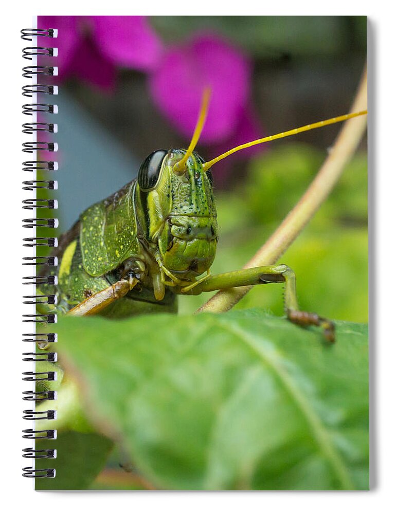 Lubber Grasshopper Spiral Notebook featuring the photograph Who's There Squared by TK Goforth